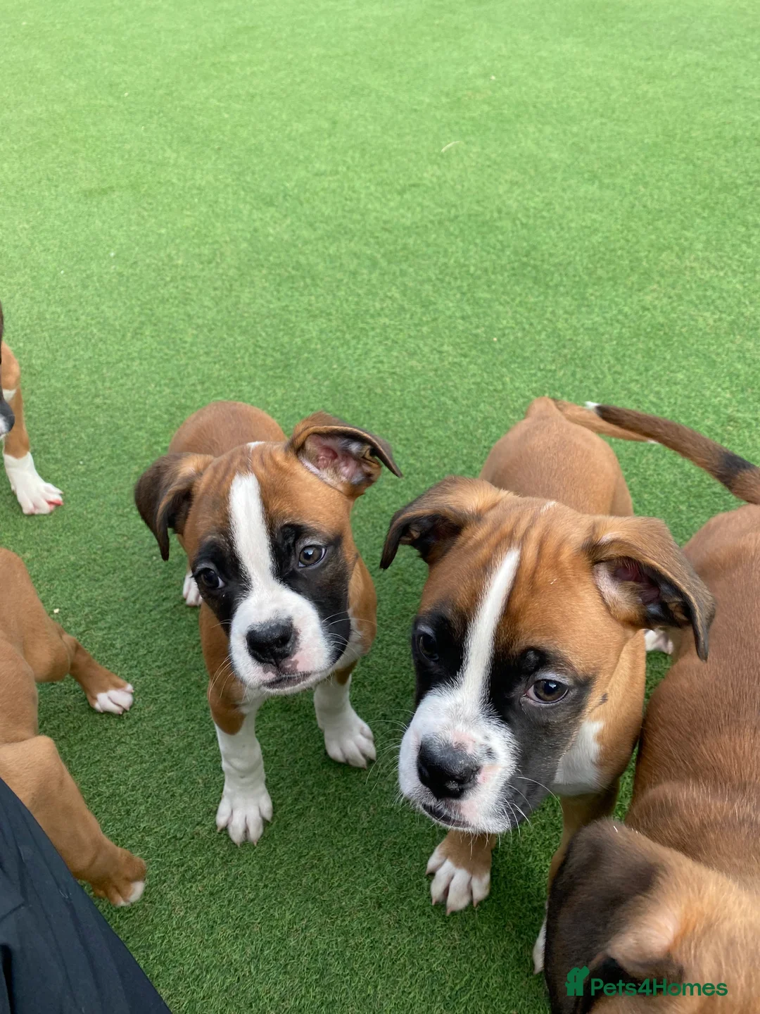 Boxer dogs for sale: Boxer puppies  - Advert 6