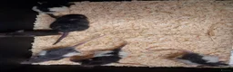 Rat rodents for sale: Baby Dumbo Rat's, various types  - Advert 14