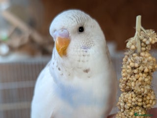 Budgerigars birds Hand tamed baby budgies for sale - Advert 8