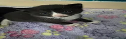 Domestic Shorthair cats for sale: 4 stunning babies  - Advert 4