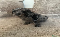 Cockapoo dogs for sale: BEAUTIFULL F1 COCKAPOOS - Image 22