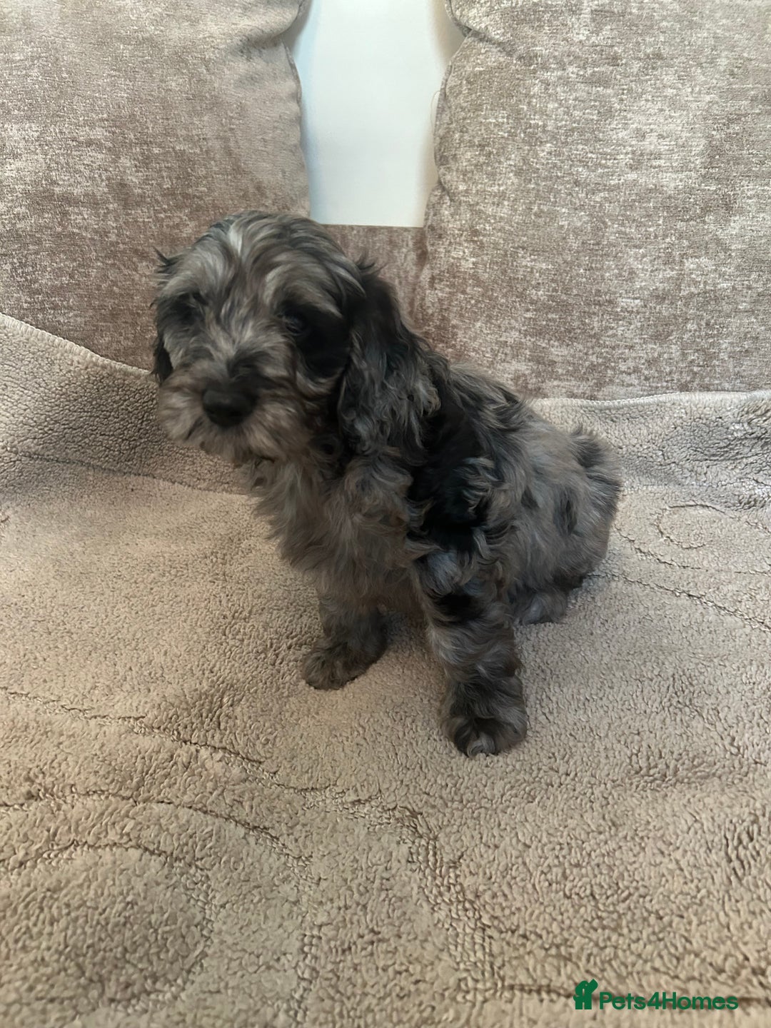 Cockapoo dogs for sale: BEAUTIFULL F1 COCKAPOOS - Image 22