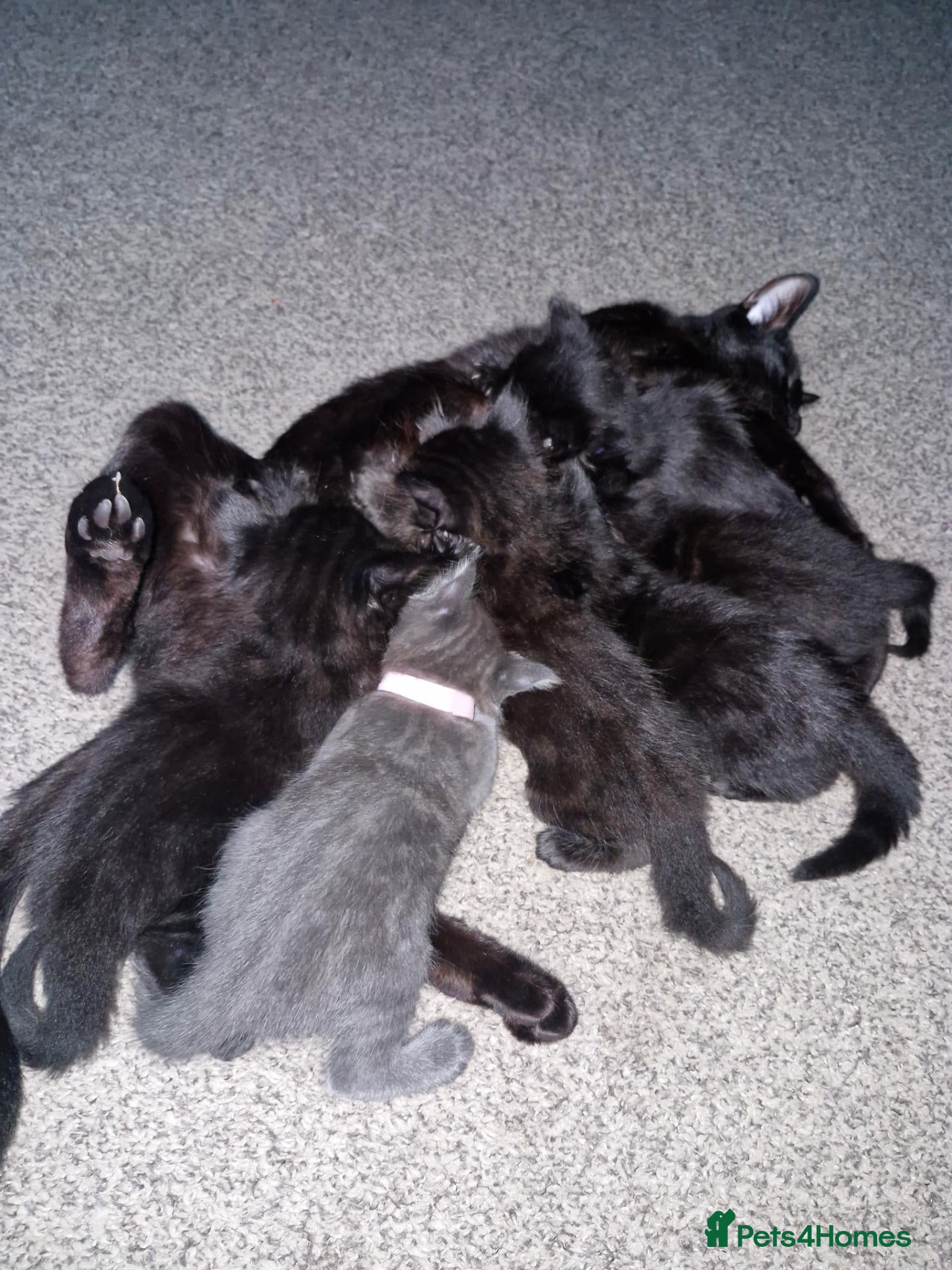Mixed Breed cats 8 week old kittens for sale - Advert 1