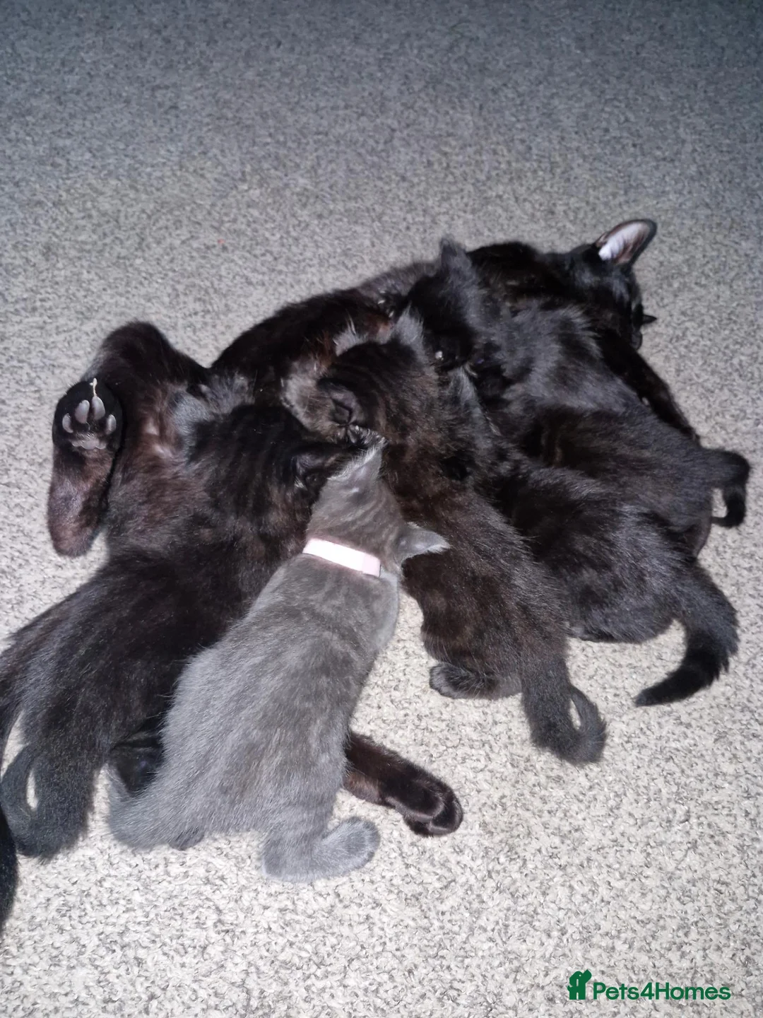 Mixed Breed cats for sale: 8 week old kittens for sale - Advert 1