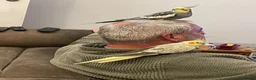 Cockatiels birds for sale: Breeding pair of cockatiels  in Bedford - Advert 3