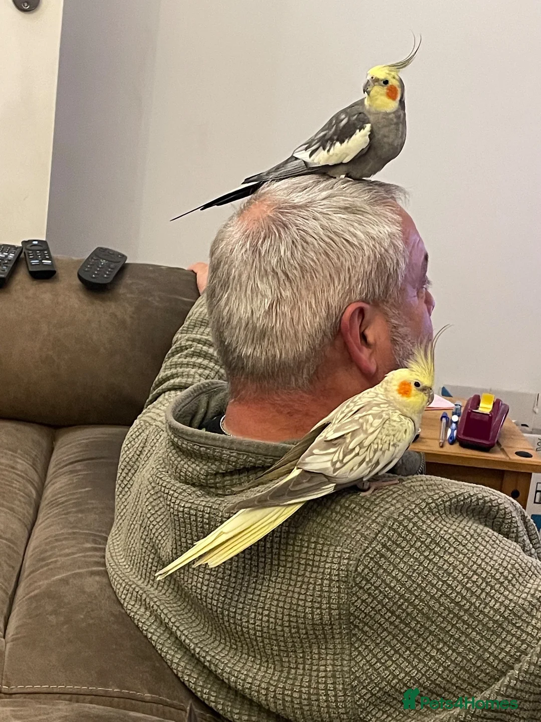 Cockatiels birds for sale: Breeding pair of cockatiels  in Bedford - Advert 3