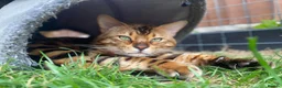 Bengal cats for sale: Seeking His Forever Home xx - Advert 4