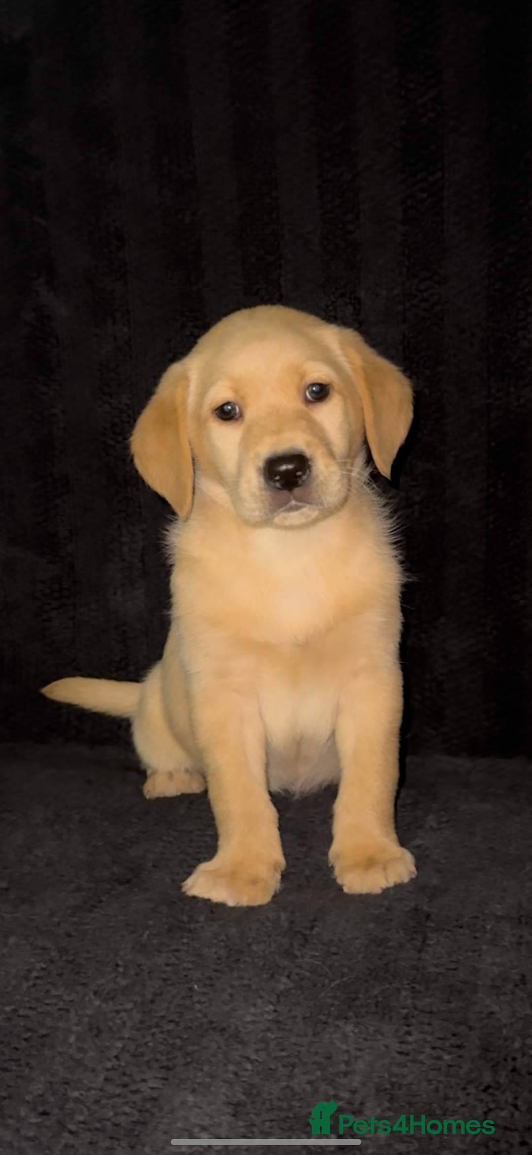 Labrador Retriever dogs for sale: ⭐️5 ADORABLE LABRADOR PUPPIES⭐️ - Advert 7