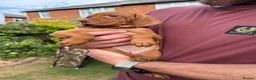 Hungarian Vizsla dogs for sale: Exceptional KC Pedigree Hungarian Vizsla’s 13 jun - Advert 1