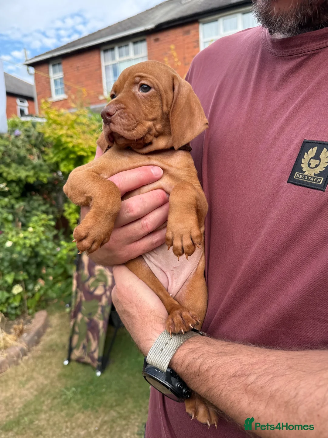 Hungarian Vizsla dogs for sale: Exceptional KC Pedigree Hungarian Vizsla’s 13 jun - Advert 1