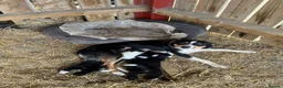 Border Collie dogs for sale: cute border collie pups - Advert 10