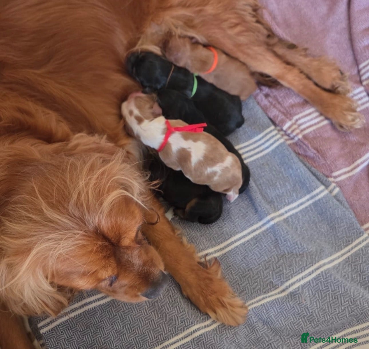 Cavalier King Charles Spaniel dogs Exquisite CKCS Pups - Coi 1%!!  - Advert 1