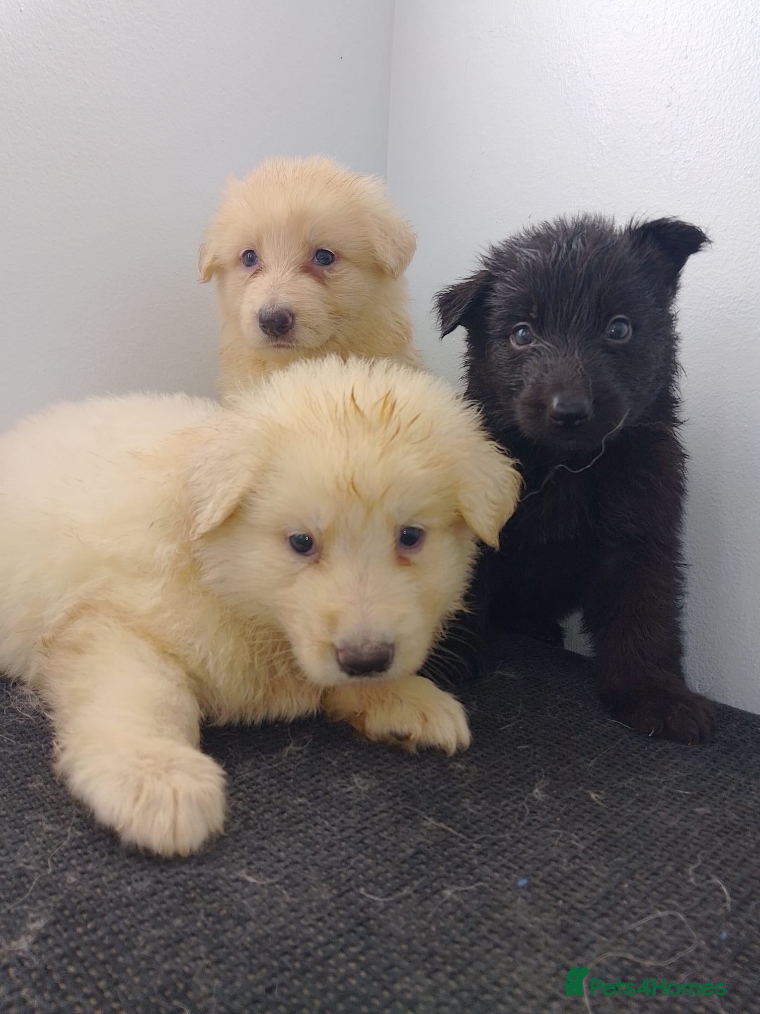 German Shepherd dogs Health tested long coat  German shepherd puppies - Advert 1