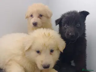 German Shepherd dogs Health tested long coat German shepherd puppies - Advert 18