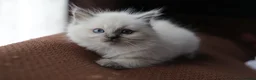 Ragdoll cats for sale: ACTIVE Bicolor Registered Ragdoll kittens - Advert 15