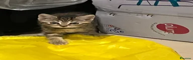 Mixed Breed Kitten 1