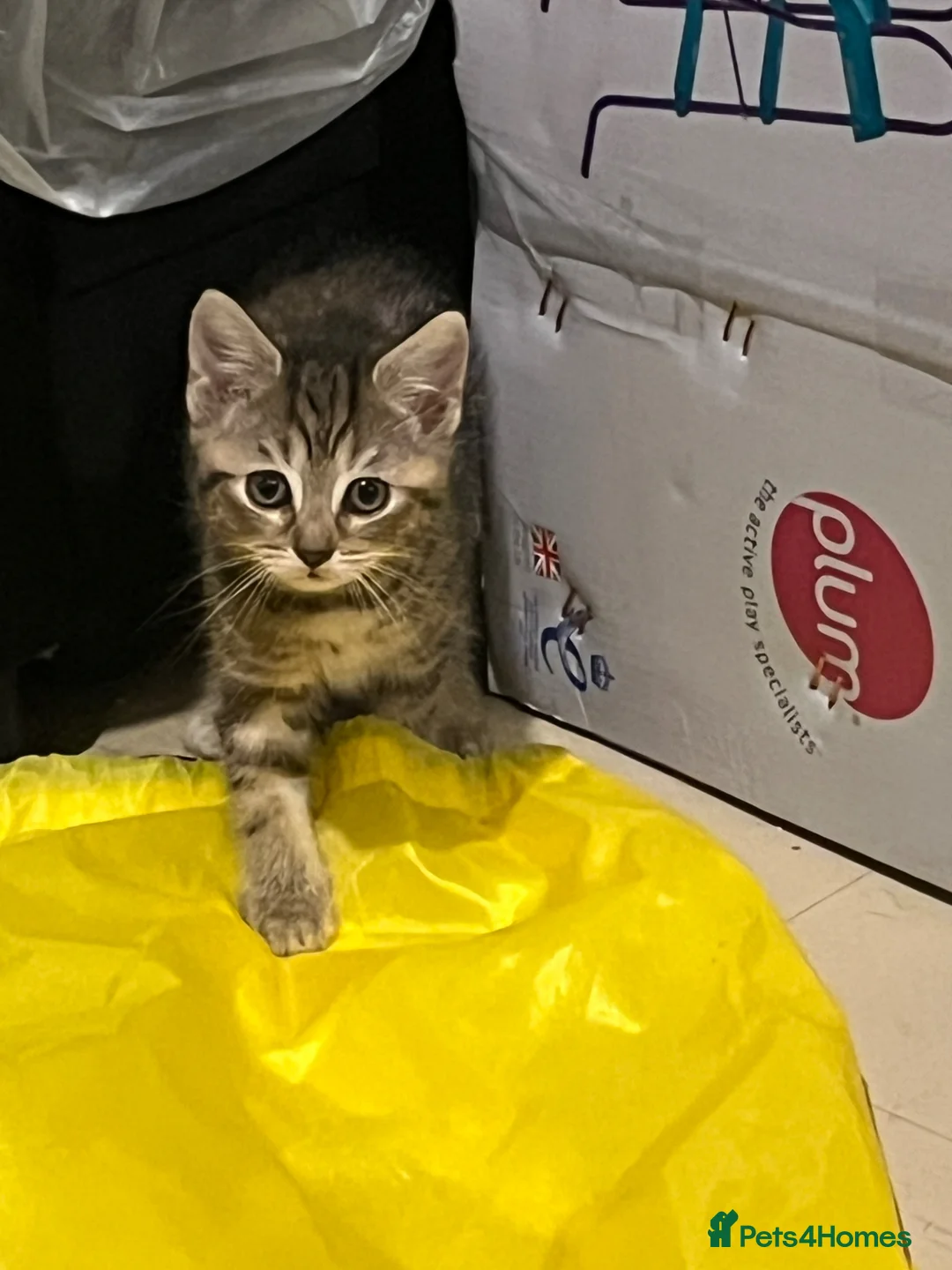 Mixed Breed cats for sale: Last female tabby kitten left  - Advert 2