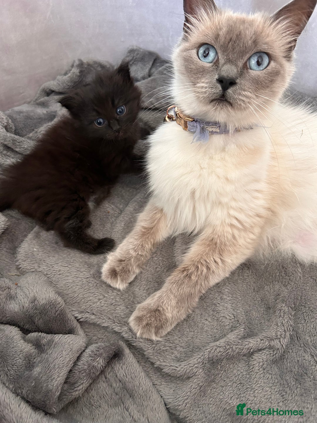 Ragdoll cats for sale: Gorgeous fluffy Ragdoll x kitten  - Image 3