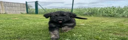 Golden Shepherd dogs for sale: Golden Shepherd Pups READY NEXT WEEK - Advert 5