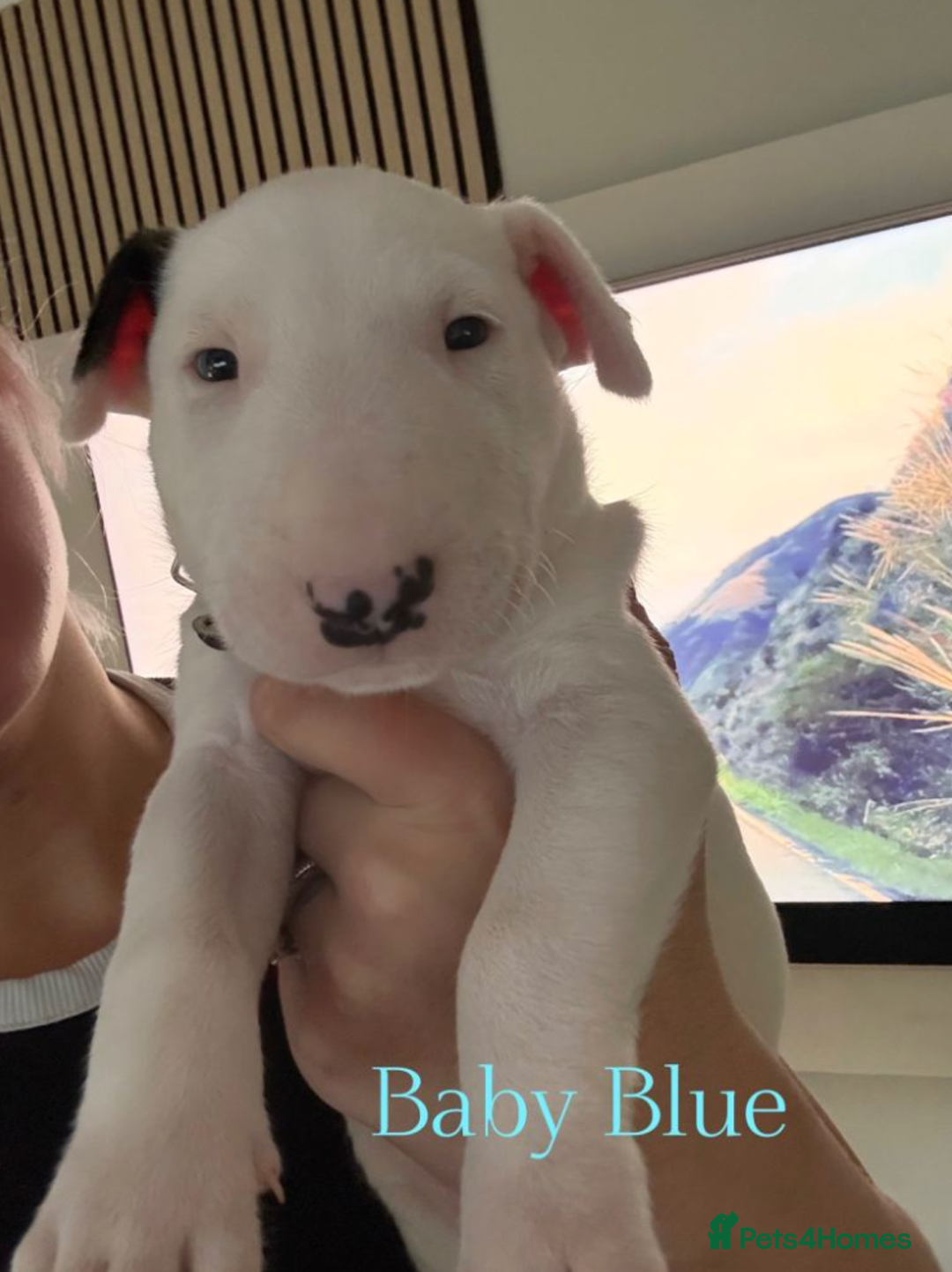 Mixed Breed dogs for sale: English Bull Terrier Puppies for Loving Families - Advert 5