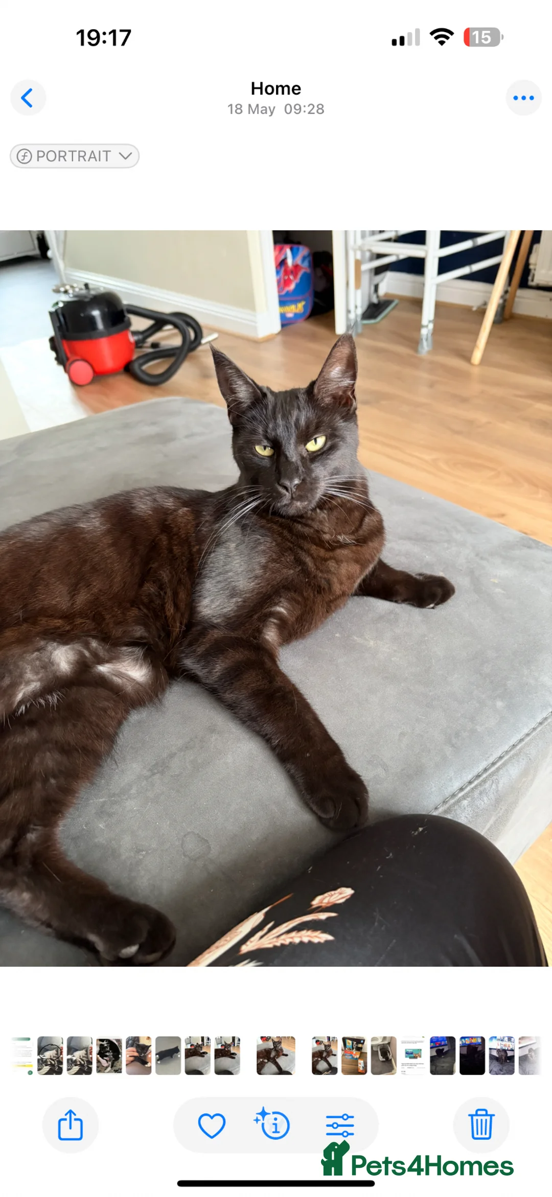 Maine Coon cats for sale: Maine Coon cross European Black Male Cat - Advert 2