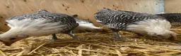 Chickens poultry for sale: Silver Campine  - Advert 6