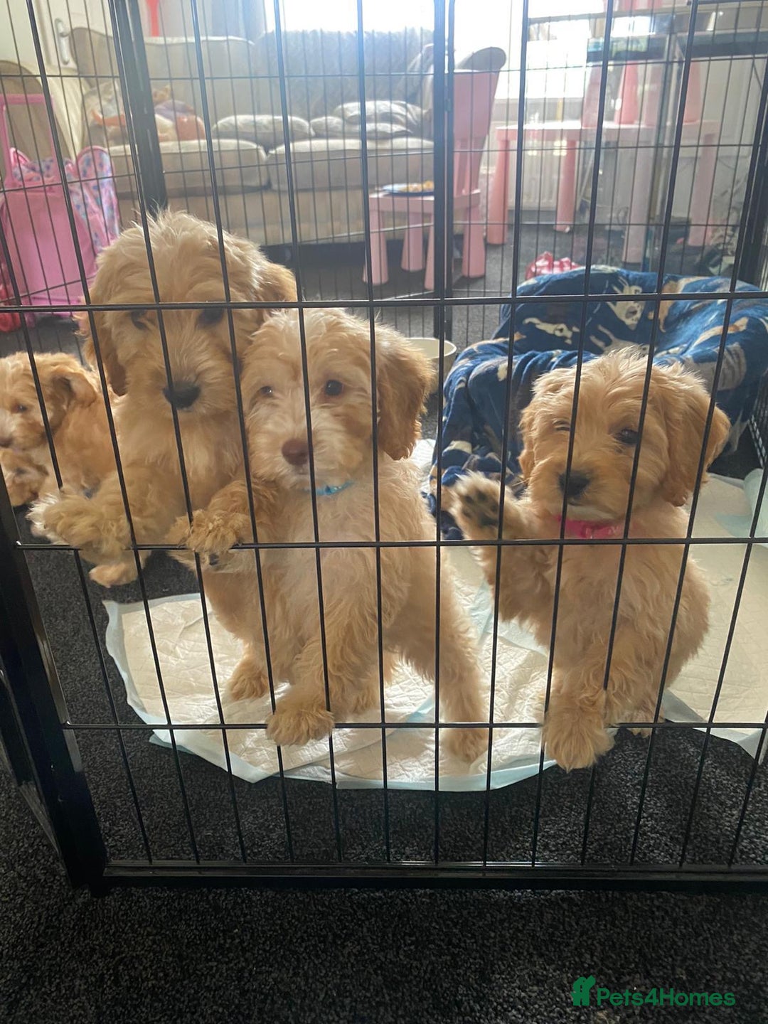 Cockapoo dogs for sale: STUNNING F1 COCKAPOO PUPPIES  - Image 10