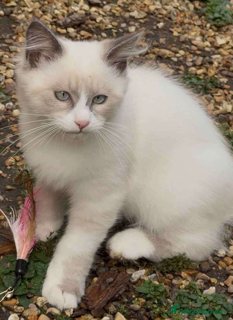 Siberian cats Purebred home raised Siberians kittens!  - Advert 1