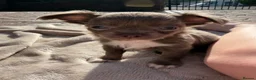 Chihuahua dogs for sale: 3 beautiful KC babies  - Advert 5