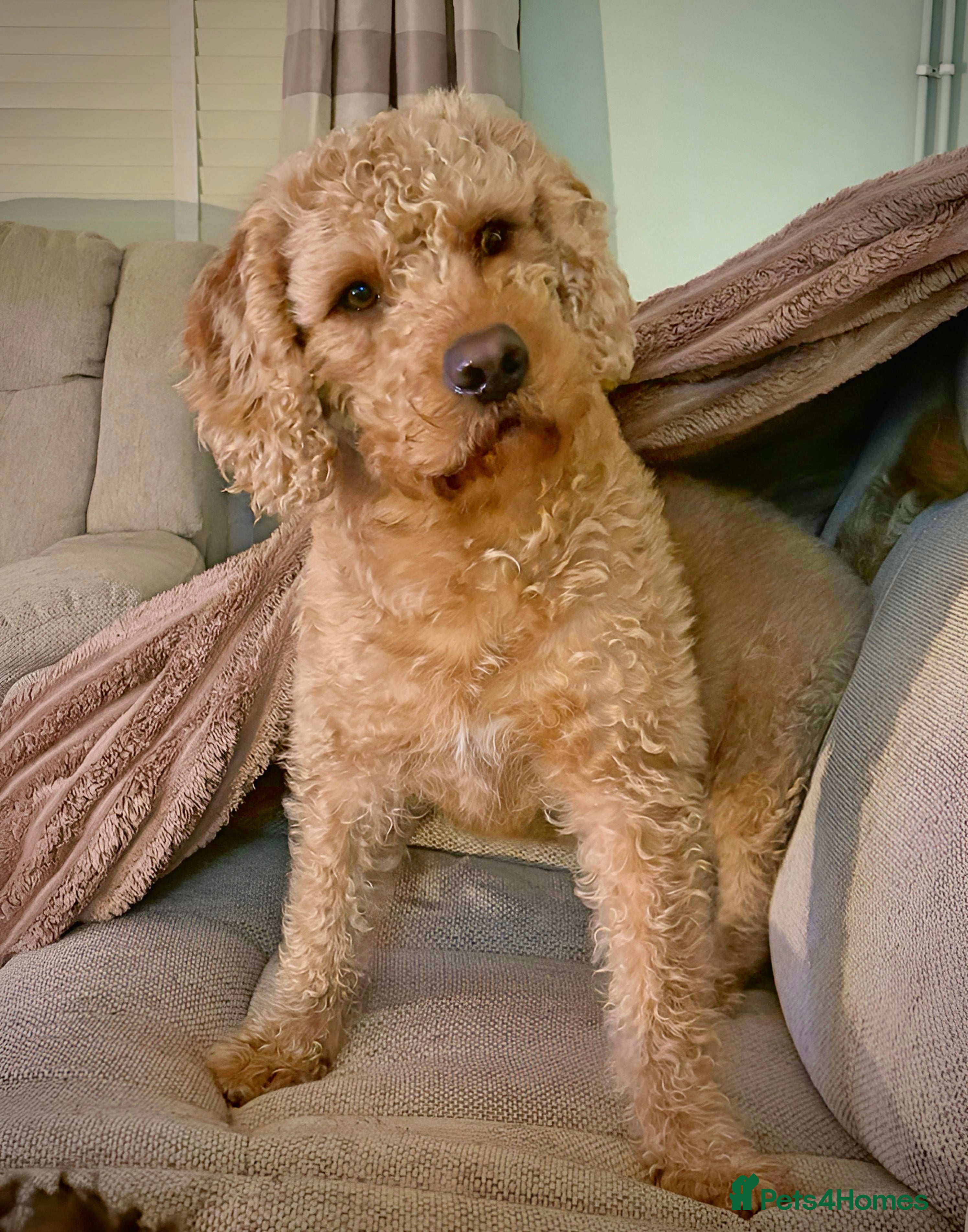 Labradoodle dogs *FOR STUD* Fox Red Labradoodle Bear- 4 years old.  - Advert 10