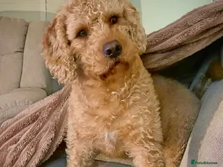 Labradoodle dogs *FOR STUD* Fox Red Labradoodle Bear- 4 years old. - Advert 10