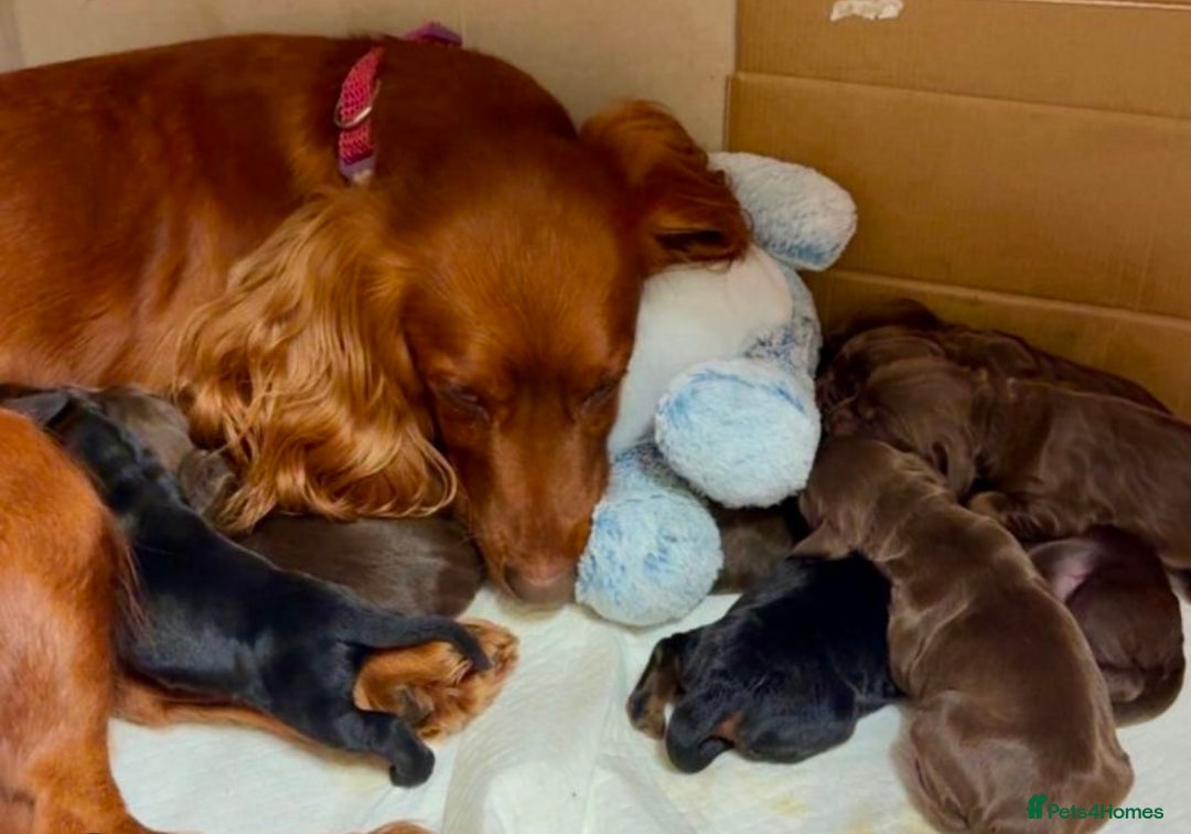 Cocker Spaniel dogs for sale: Male cocker spaniel pup - Advert 4