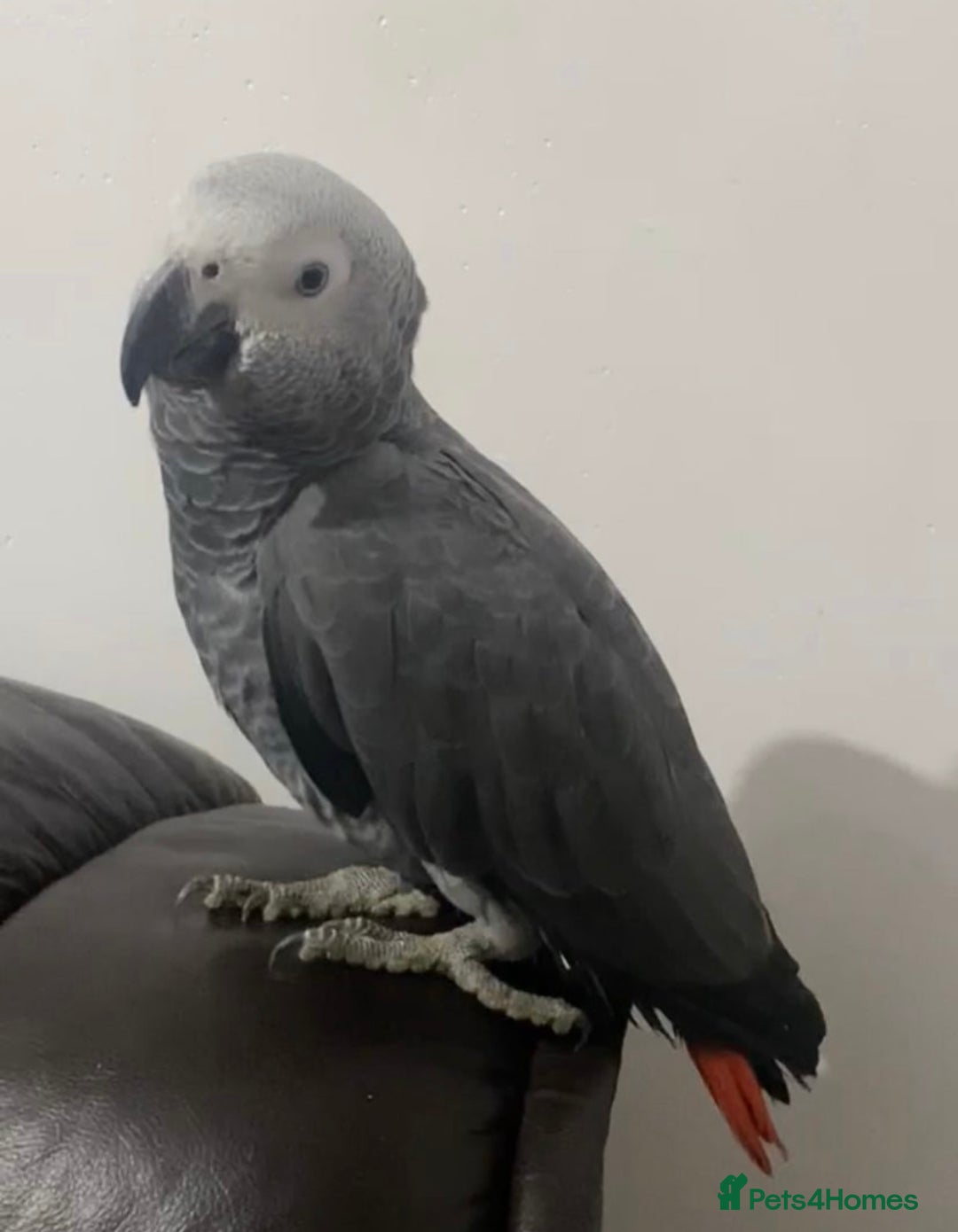 Parrots birds for sale: Semi tame and talking baby African greys for sale - Image 2