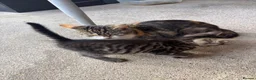 Mixed Breed cats for sale: Two Lovely Female Kittens Looking for Homes - Advert 12
