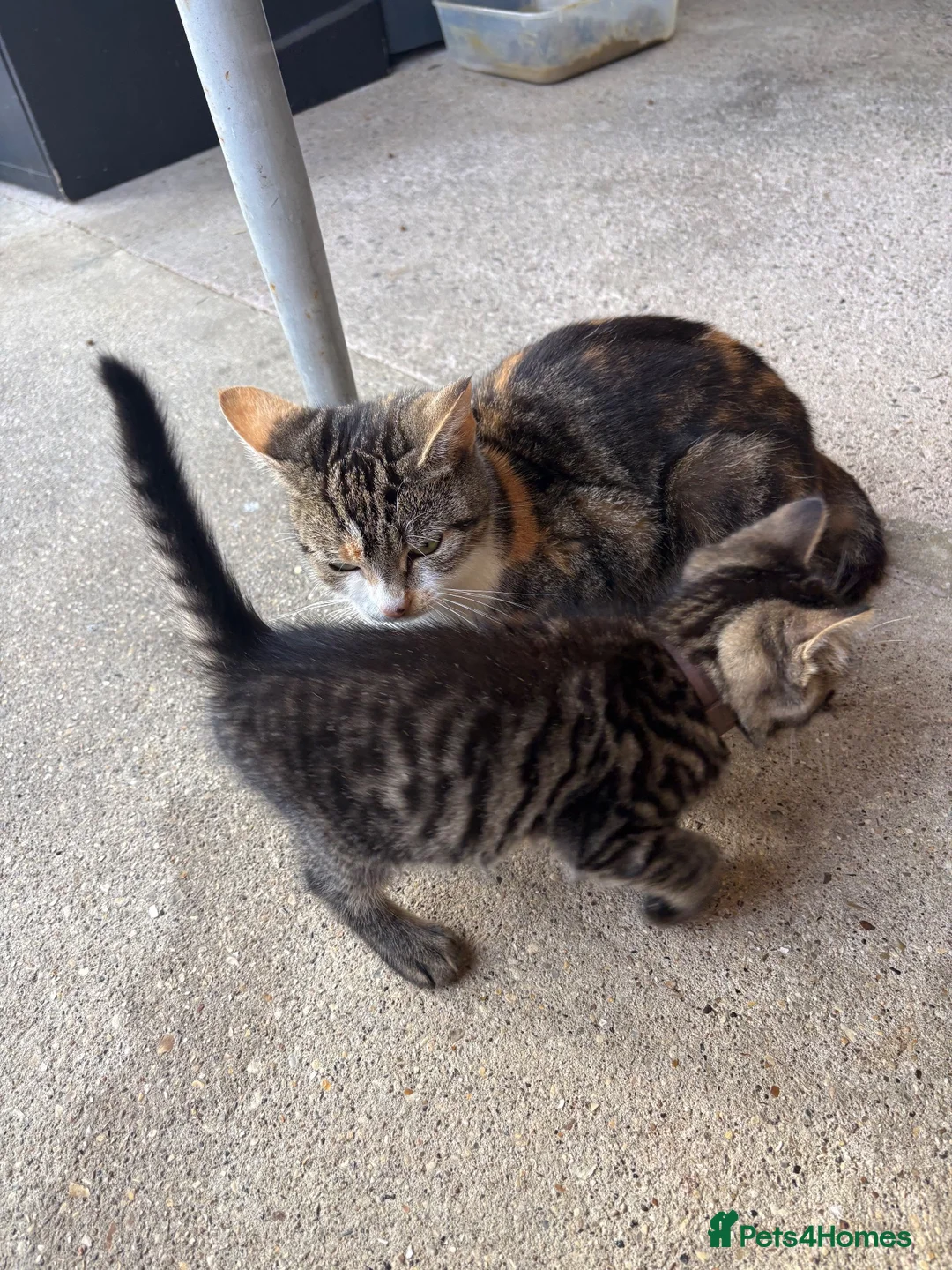 Mixed Breed cats for sale: Two Lovely Female Kittens Looking for Homes - Advert 12