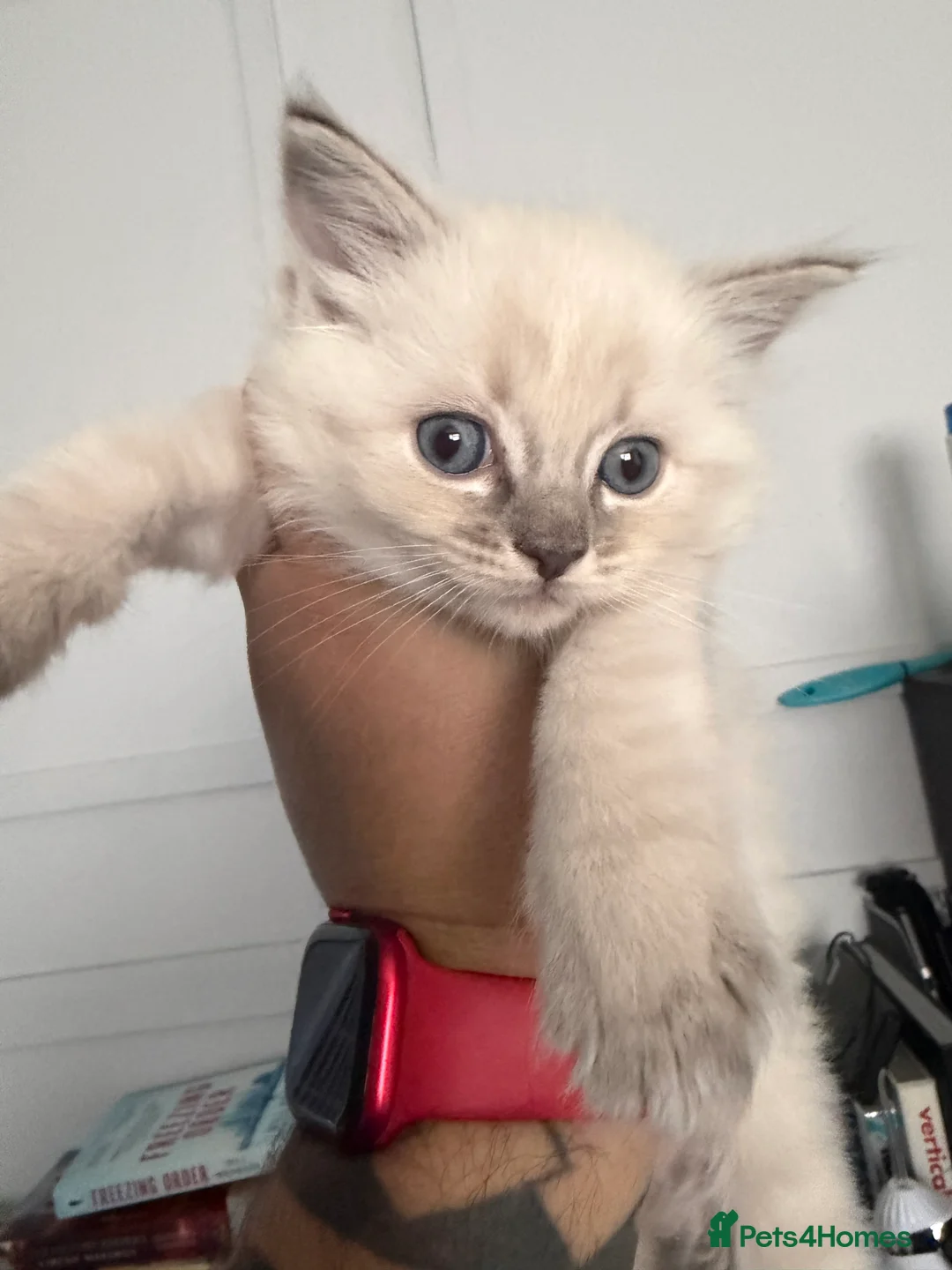 Ragdoll cats for sale: Female ragdoll kitten in Oxford - Advert 12