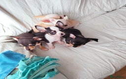 Chihuahua dogs for sale: Gorgeous Baby Chihuahua puppies  - Image 20