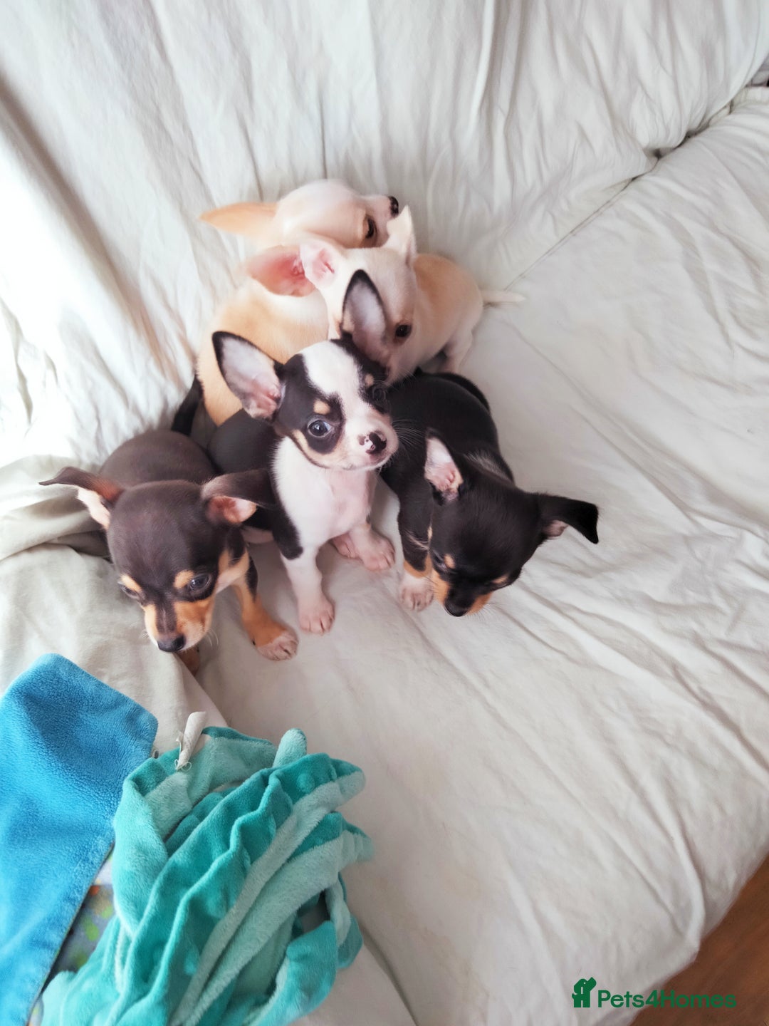 Chihuahua dogs for sale: Gorgeous Baby Chihuahua puppies  - Image 20