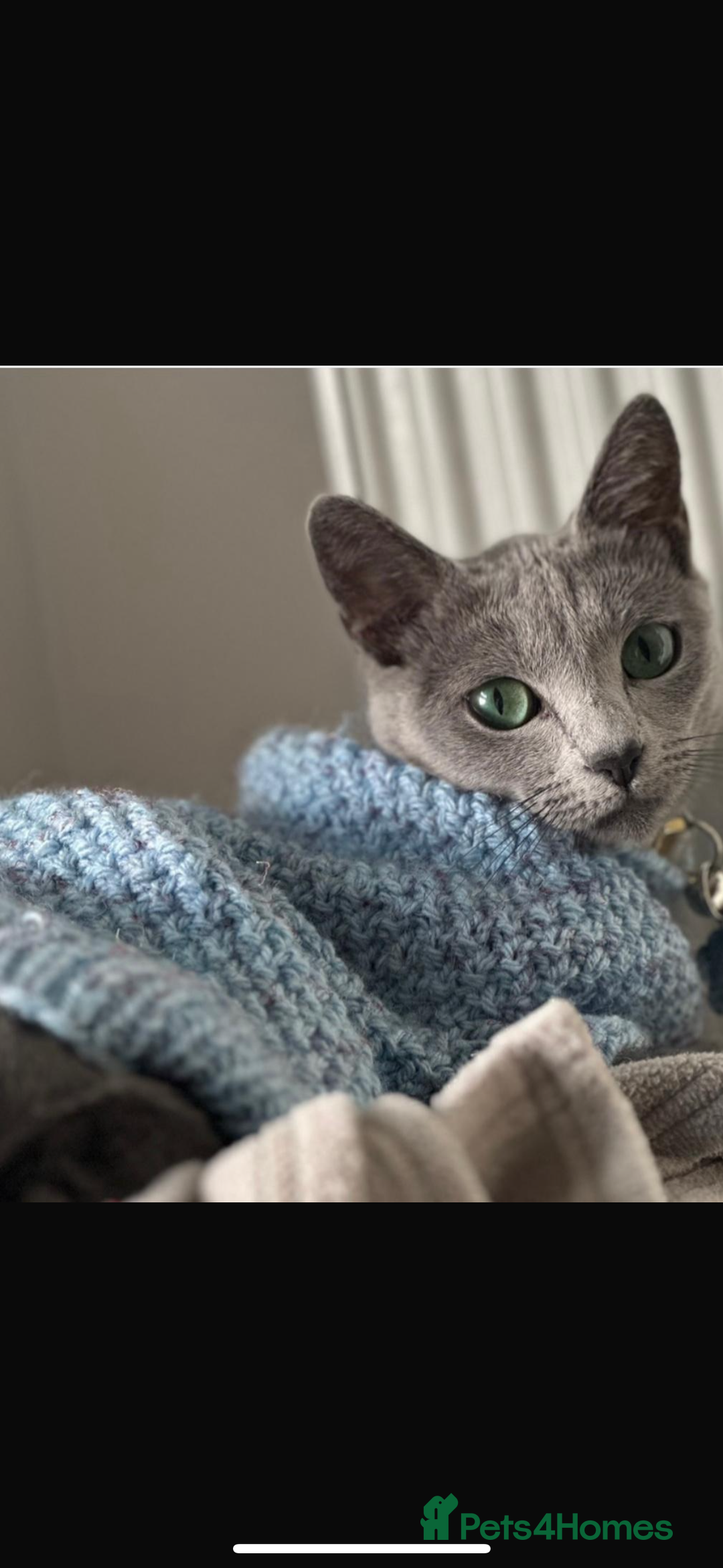 Russian Blue cats for sale: Beautiful Russian blue girl for sale  - Advert 6