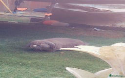 Dwarf Lop rabbits for sale: Two beautiful baby bunnies  - Image 15