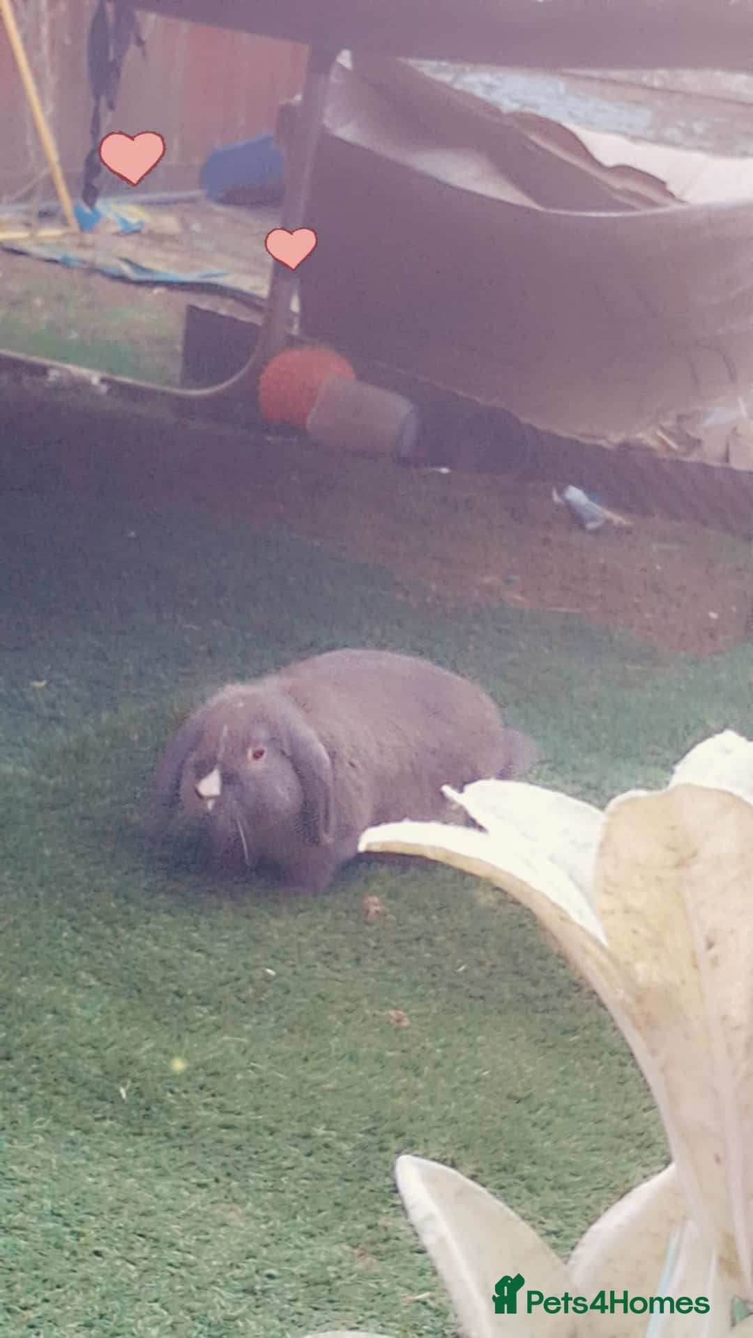 Dwarf Lop rabbits for sale: Two beautiful baby bunnies  - Image 15