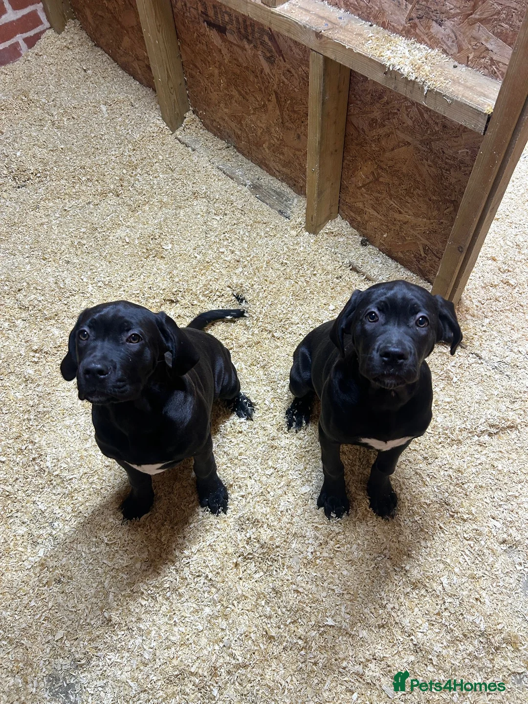 Cane Corso dogs for sale: OUTSTANDING WORKING & SHOW FEMALE PUPPIES - Advert 4