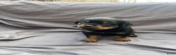 Rottweiler dogs for sale: Rottweiler pups - Advert 19