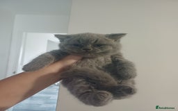 British Shorthair cats for sale: British Shorthair  - Image 25