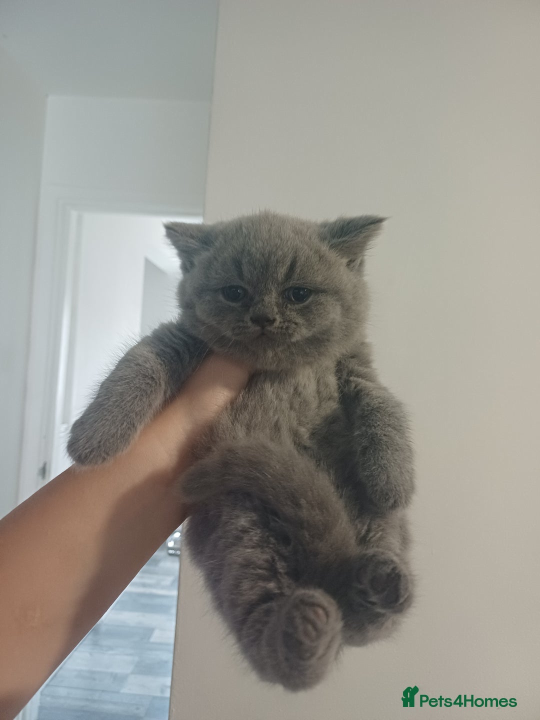 British Shorthair cats for sale: British Shorthair  - Image 25