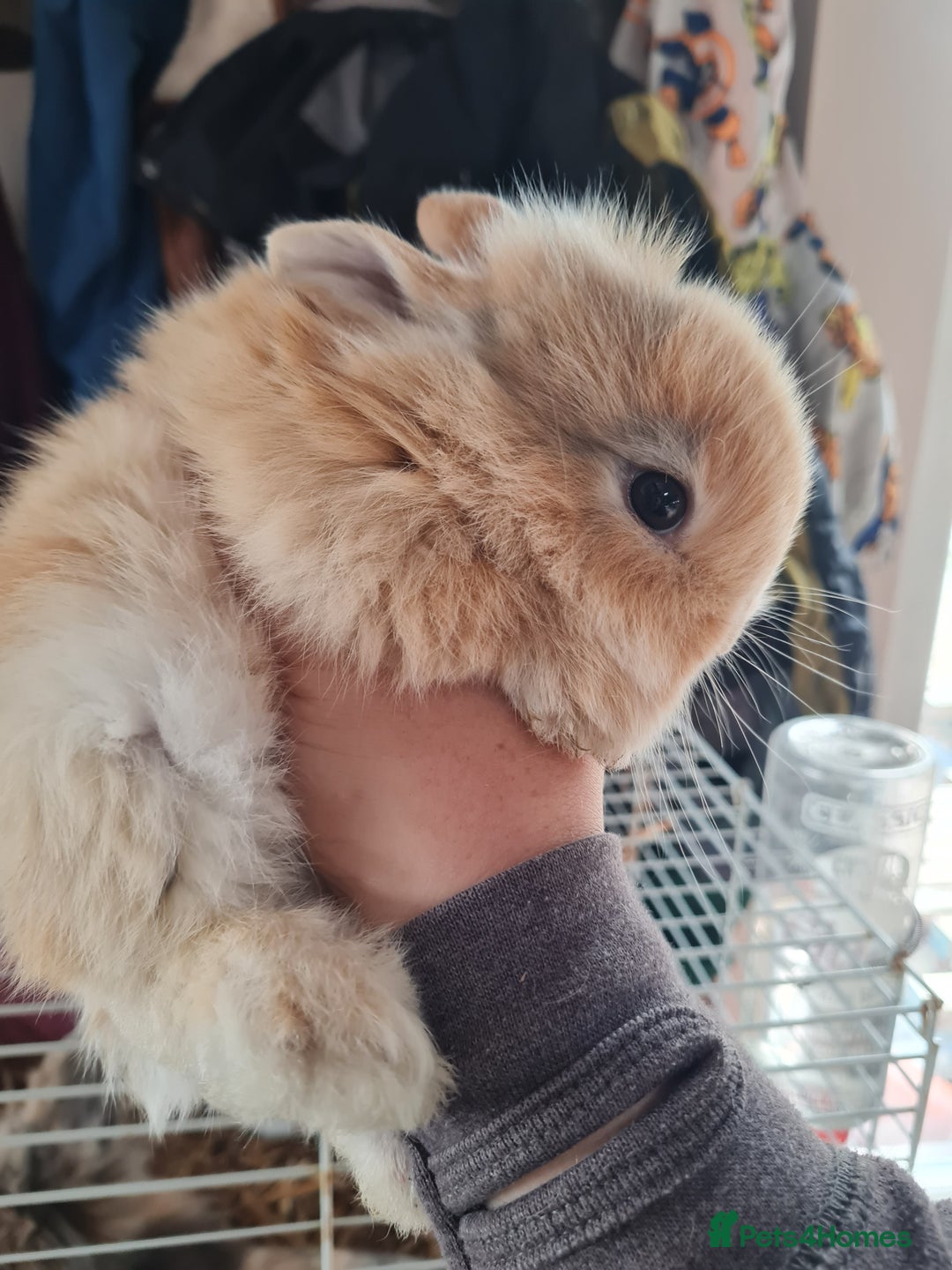 Lionhead rabbits for sale: Three kits left - Image 6