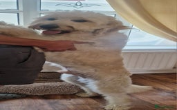 Goldendoodle dogs for stud: Beautiful large goldendoodle for stud - Image 3