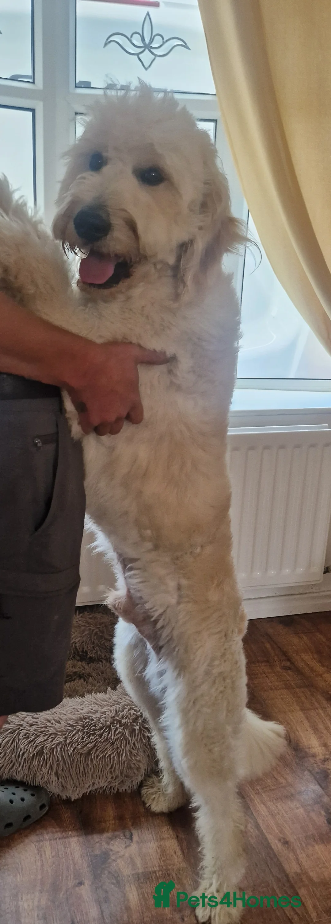 Goldendoodle dogs for stud: Beautiful large goldendoodle for stud - Advert 3