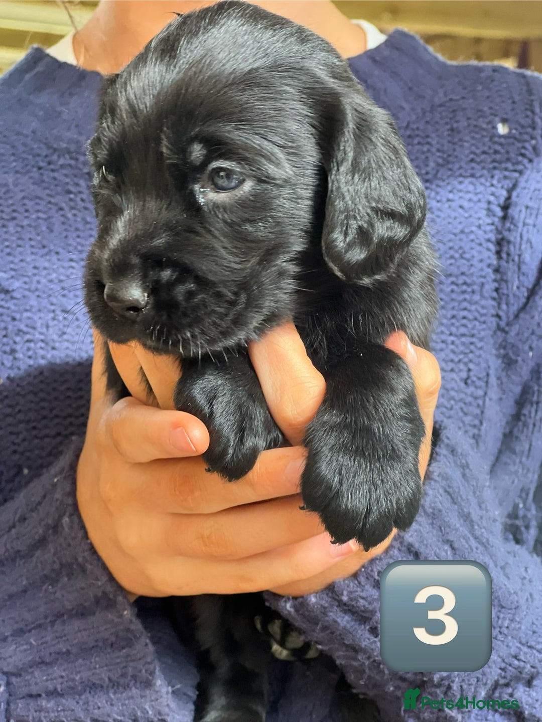 Mixed Breed dogs for sale: Outstanding sprollies pups for sale  - Image 28