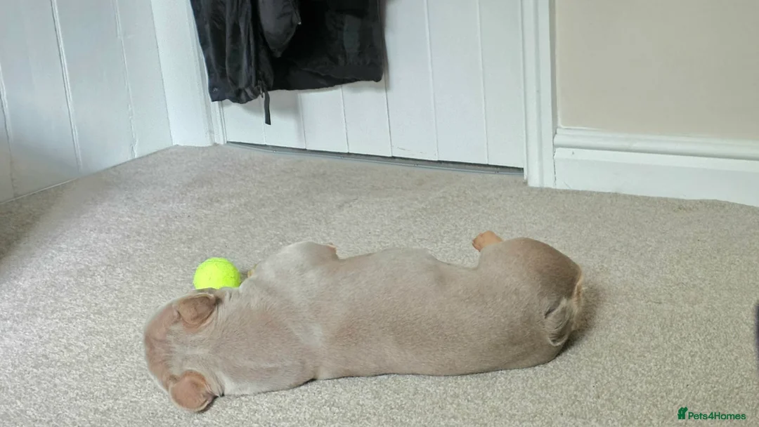 French Bulldog dogs for stud: Meet Cash my lovely french bulldog in Stockport - Advert 2